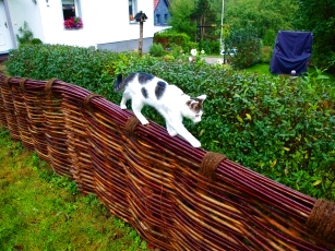 Katze auf Weidenzaun